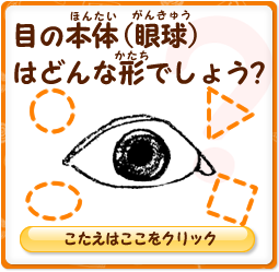 目の本体（眼球）はどんな形でしょう？